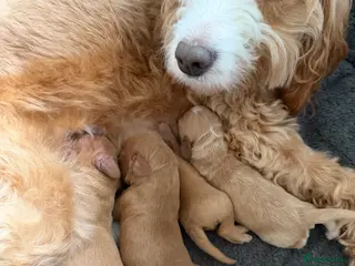 Cockapoo dogs Cockapoo puppies looking for forever homes - Advert 5