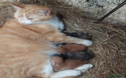 Domestic Shorthair cats for sale: Gorgeous kittens available now - Image 18