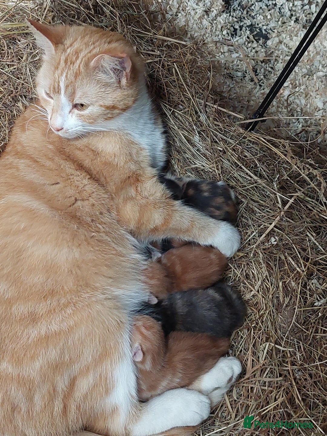 Domestic Shorthair cats for sale: Gorgeous kittens available now - Image 18