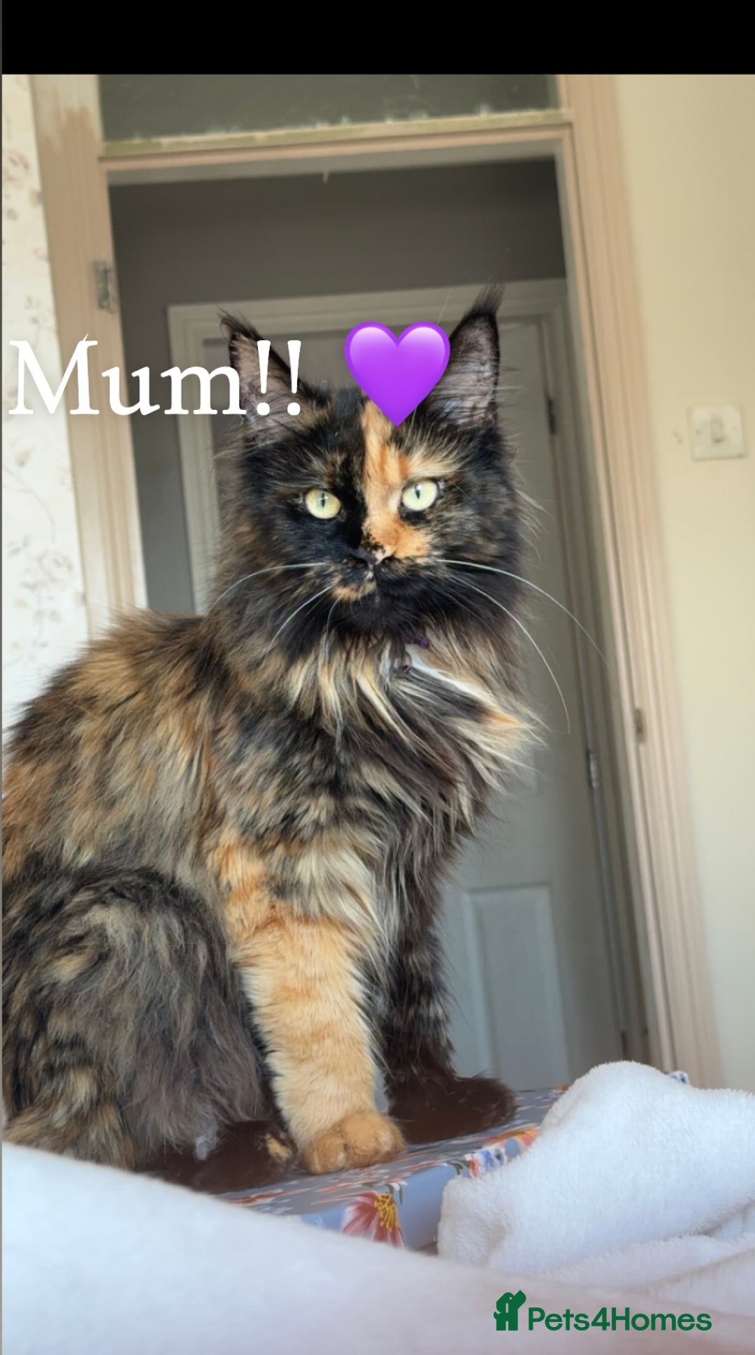 Maine Coon cats for sale: Gorgeous sweet half maine coons  - Advert 13