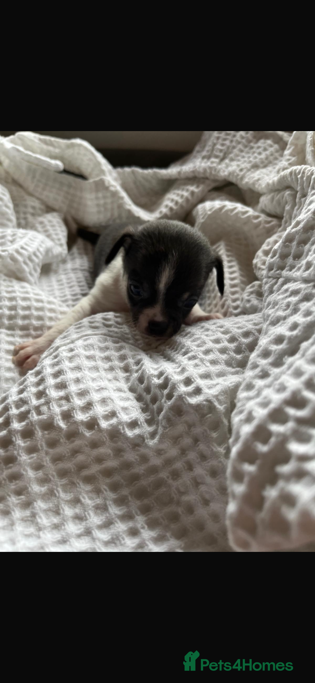 Chihuahua dogs for sale: 💛 Beautiful Chihuahua Pups – Ready 2nd Jan 26 💛 - Advert 16