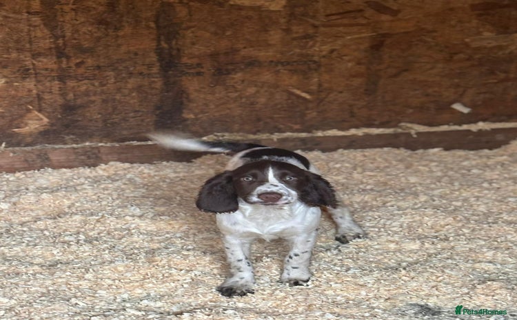 Sprocker dogs - Advert 13