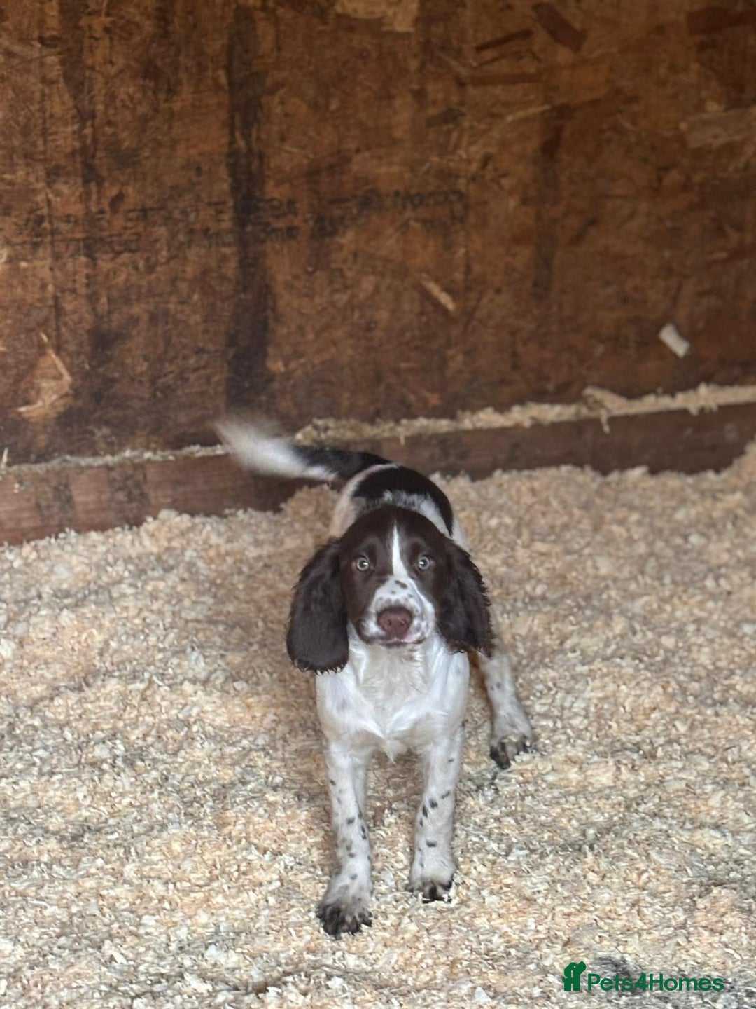 Sprocker dogs for sale: Cocker  - Image 1