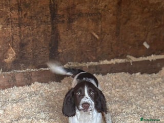 Sprocker dogs - Advert 16