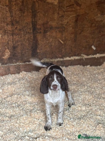 Sprocker dogs - Advert 13