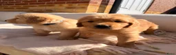 Golden Retriever dogs for sale: 2 beautiful golden boys left!✨🐾 - Advert 5