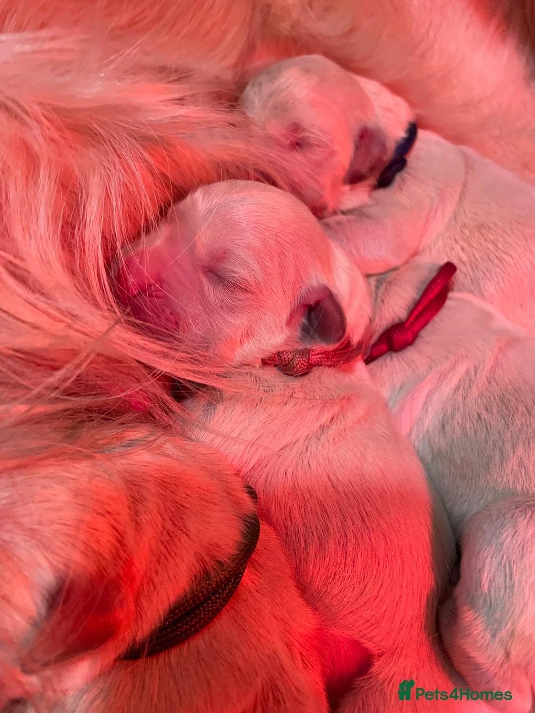 Golden Retriever dogs for sale: Beautiful Golden retriever pups - Advert 8