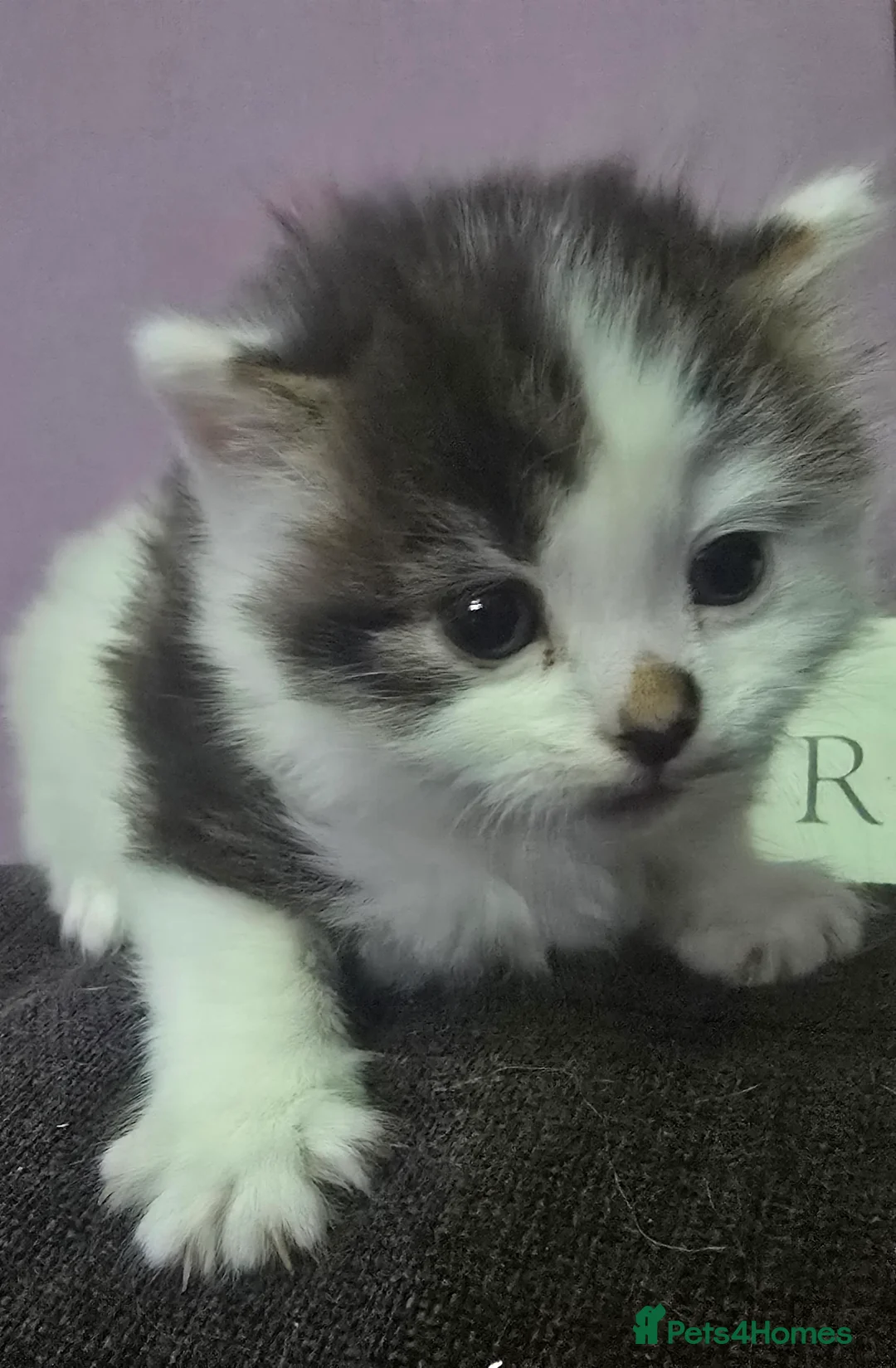 Mixed Breed cats for sale: Kitten  - Advert 6