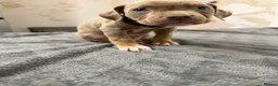 American Bully dogs for sale: American pocket bully puppies for sale 🐾 - Advert 40