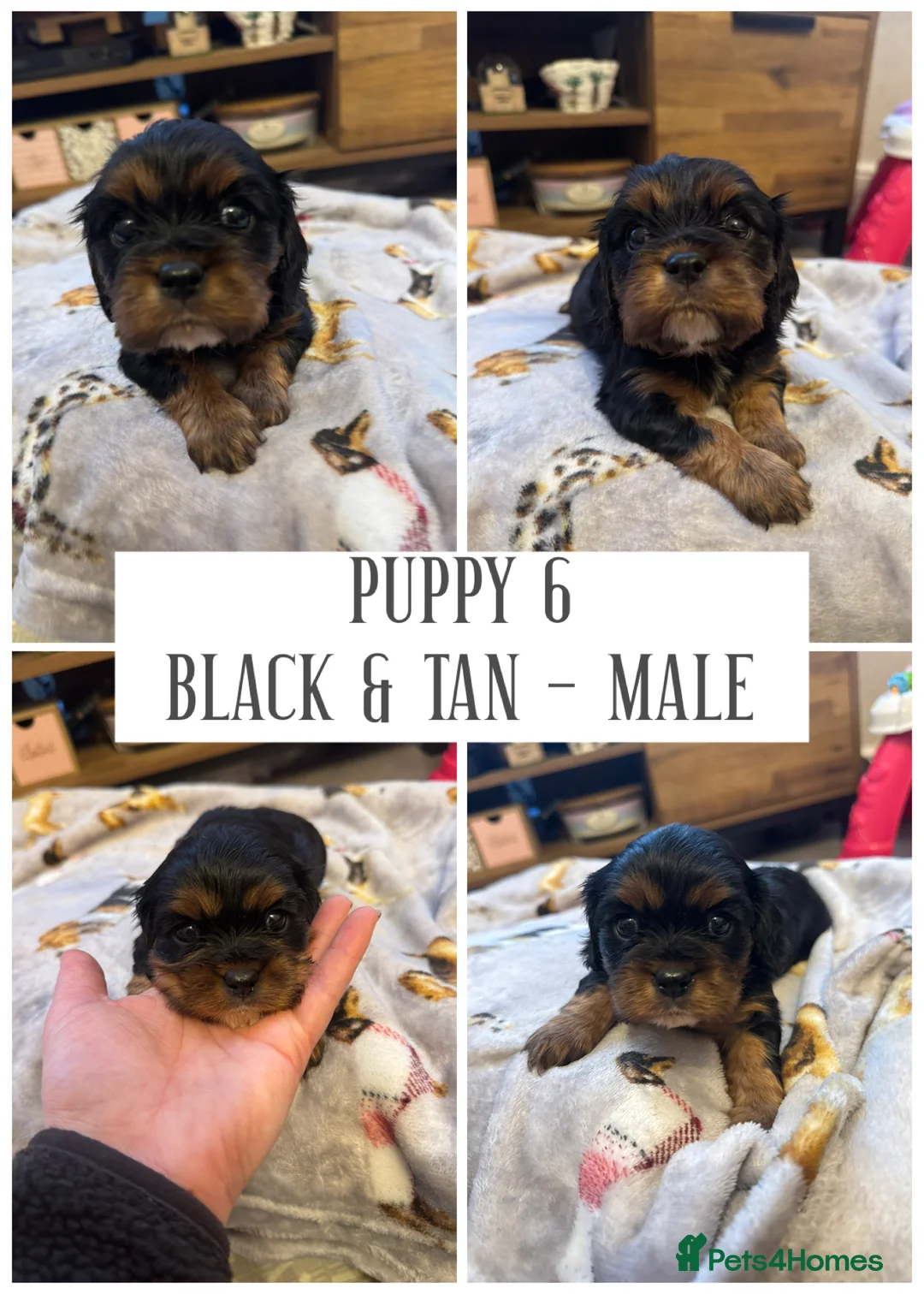 Cavalier King Charles Spaniel dogs for sale: KC & Health tested cavalier King Charles spaniels  in Colwyn Bay - Advert 12