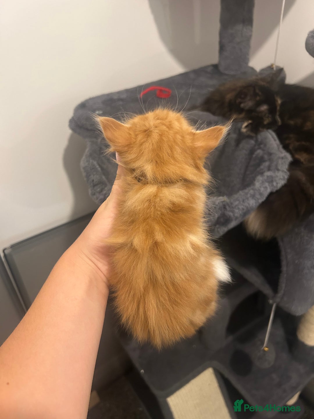 Maine Coon cats for sale: 3 male Maine coon cross kittens - Image 6