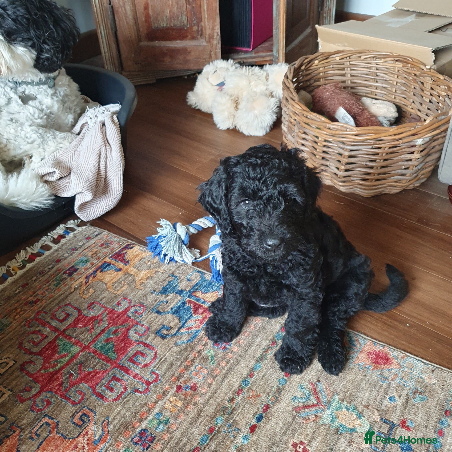 Mixed Breed dogs Labradoodle x Sproodle - Advert 16