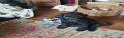 Mixed Breed dogs for sale: Labradoodle x Sproodle - Advert 1