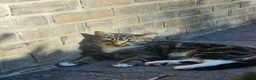European cats for sale: Beautiful Tabby Kittens - Friendly, Playful in Hemel Hempstead - Advert 4