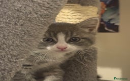 Mixed Breed cats for sale: 3 mixed kittens 😸😸😸 - Image 4