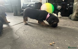 Border Terrier dogs for sale: Border Terrier Pups -Beautiful Pedigree  - Image 18