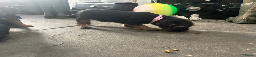 Border Terrier Puppy 3