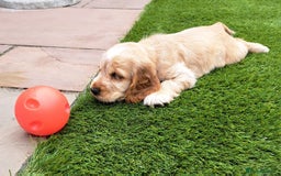 Cocker Spaniel dogs for sale: Exceptionally gorgeous show type Cocker Spaniels - Image 4