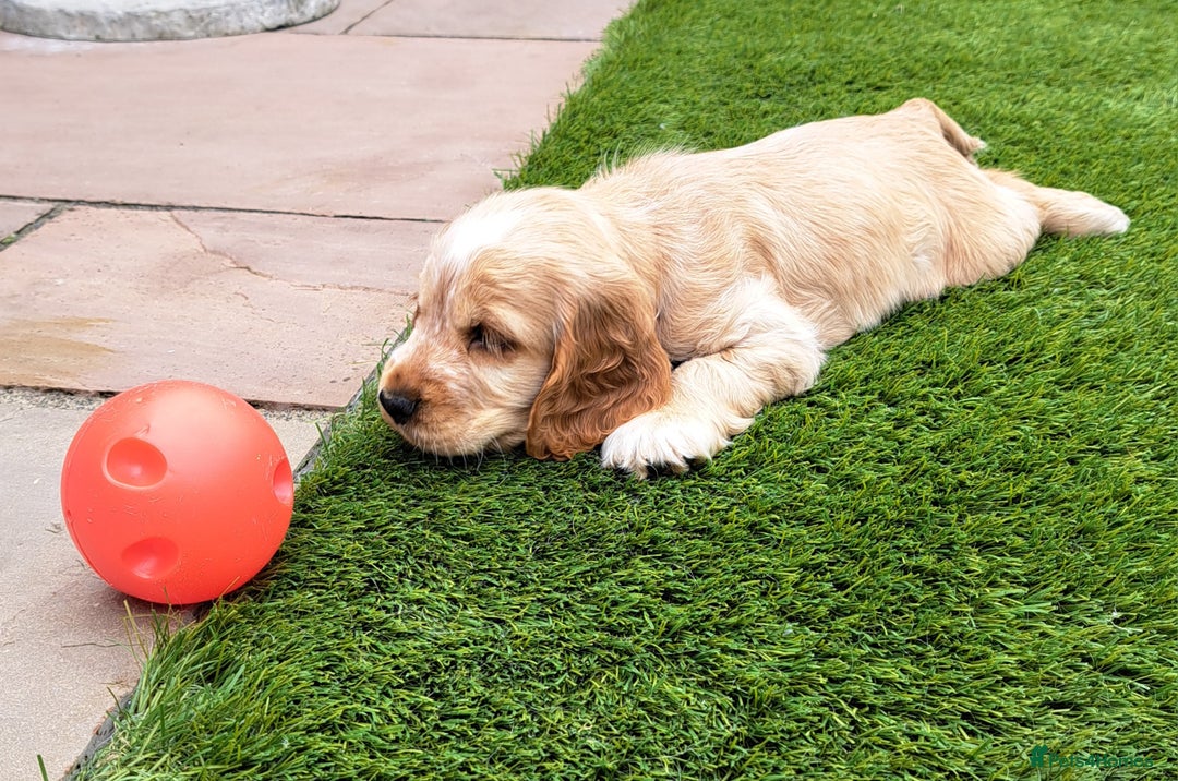 Cocker Spaniel dogs for sale: Exceptionally gorgeous show type Cocker Spaniels - Image 4