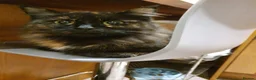 Mixed Breed cats for sale: 3 beautiful purebred tortoiseshell kittens  - Advert 1