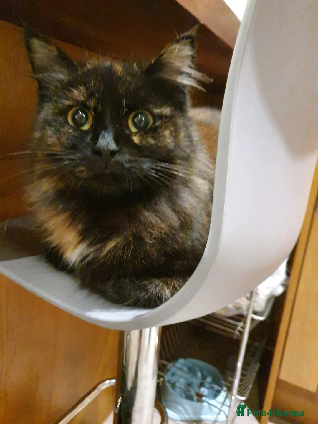 Mixed Breed cats for sale: 3 beautiful purebred tortoiseshell kittens  - Advert 1