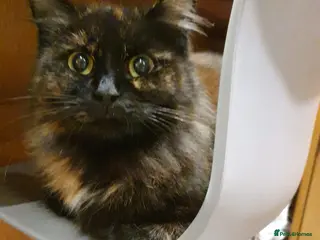 Mixed Breed cats 3 beautiful purebred tortoiseshell kittens - Advert 3