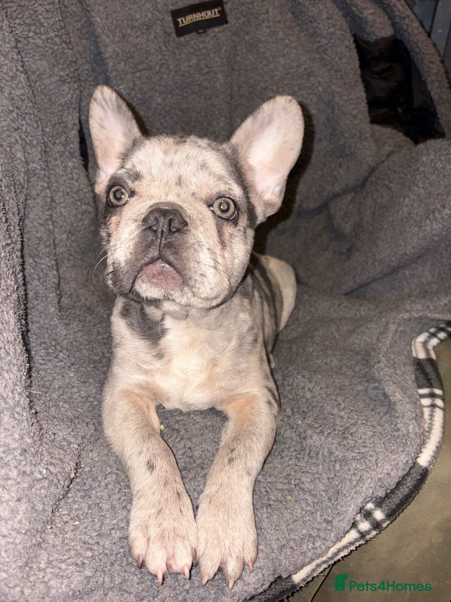 French Bulldog dogs French bulldog puppy - Advert 9