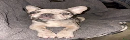 French Bulldog dogs for sale: French bulldog puppy in Nuneaton - Advert 1