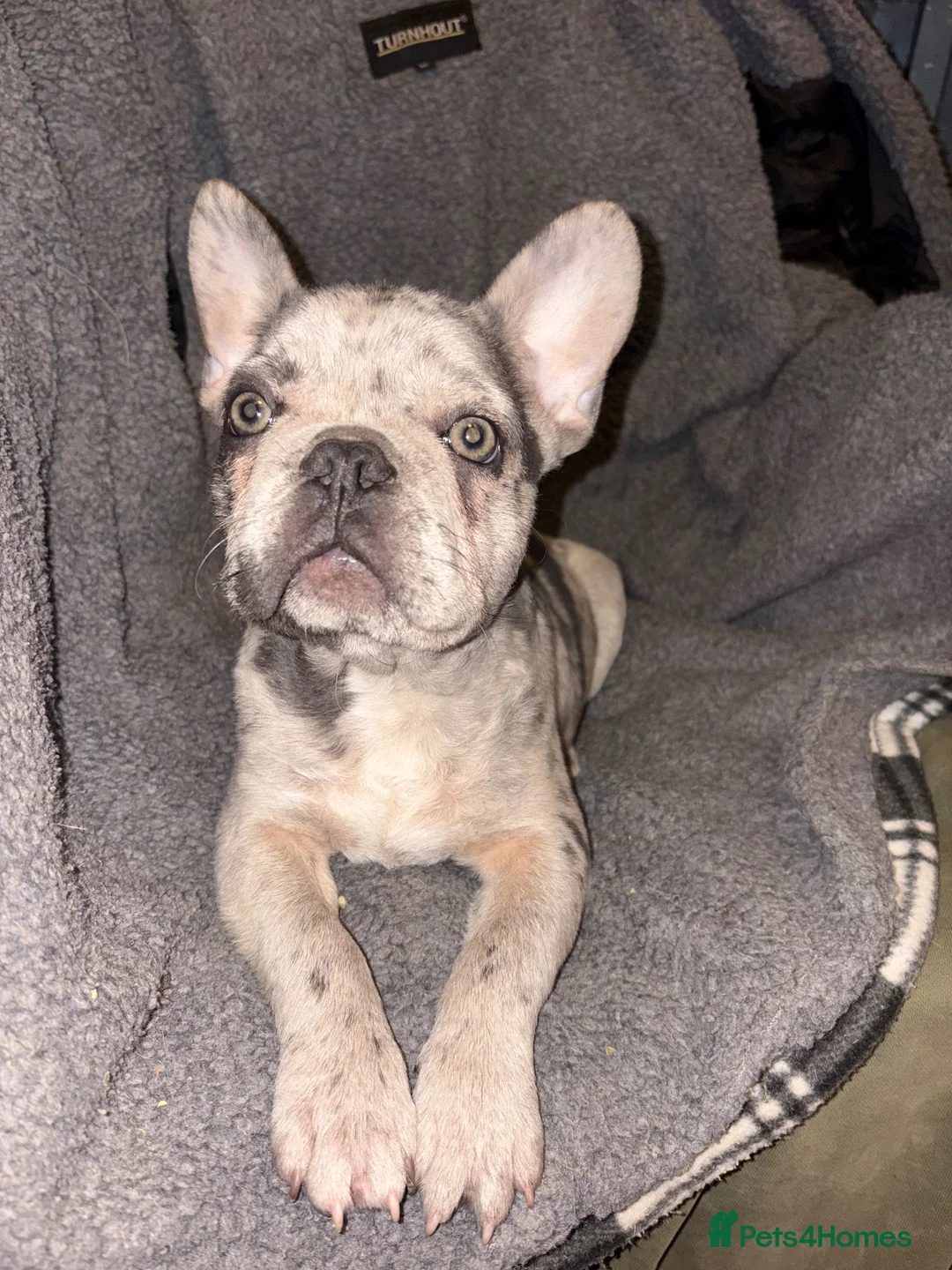 French Bulldog dogs for sale: French bulldog puppy in Nuneaton - Advert 1