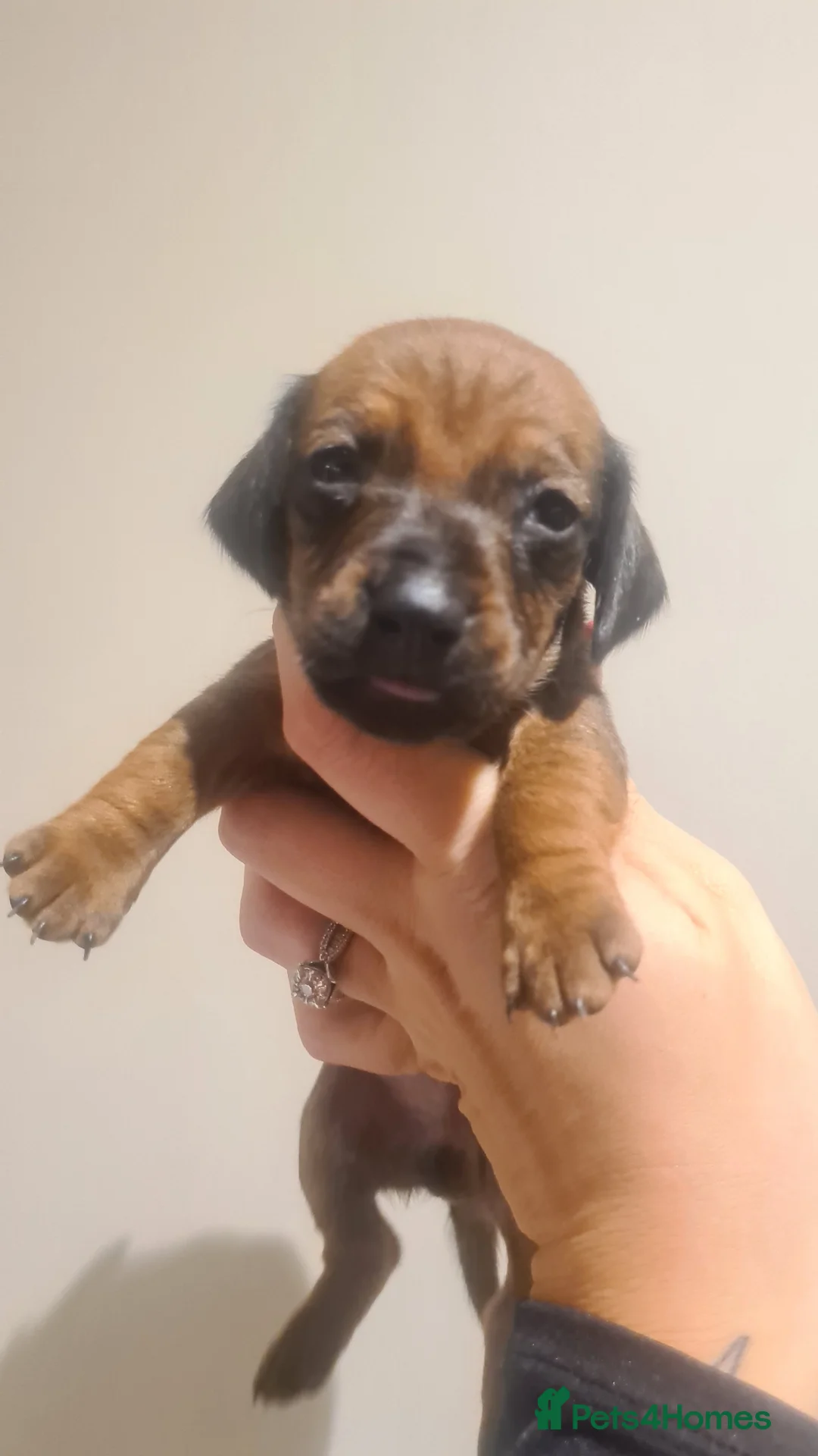 Miniature Dachshund dogs for sale: Beautiful bundle of boy mini daxies 5 boys left  - Advert 16