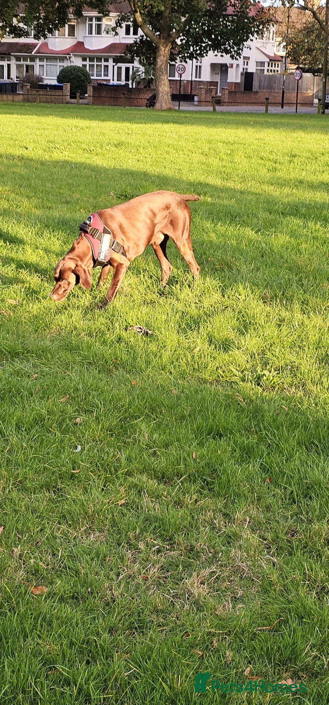 German Shorthaired Pointer dogs for stud: Chocolate Dog - Advert 5