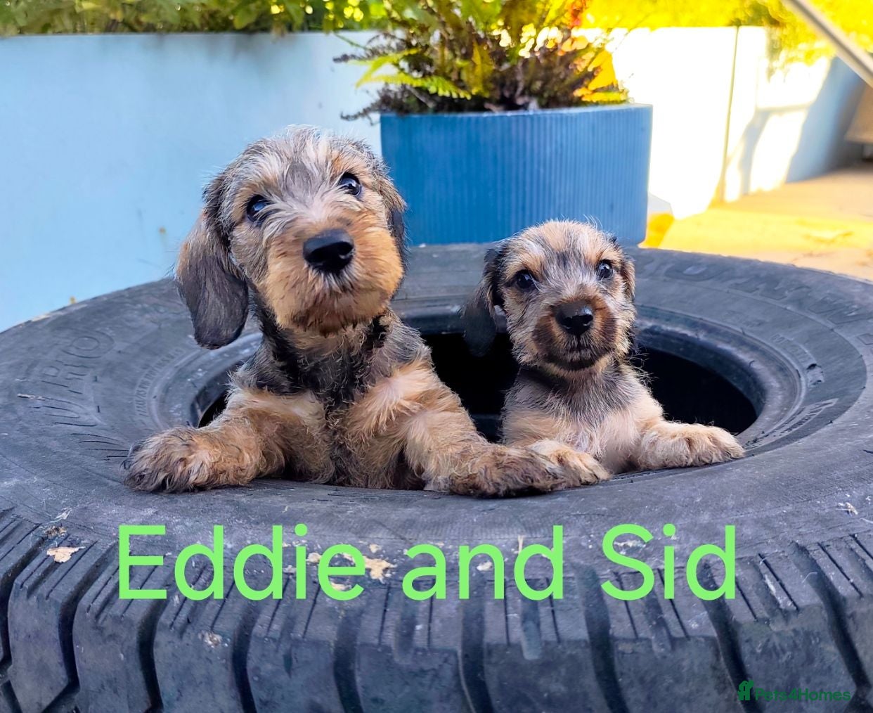 Miniature Dachshund dogs Premium Mini Wire-haired Dachshund Puppies - Advert 1