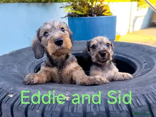 Miniature Dachshund dogs Premium Mini Wire-haired Dachshund Puppies - Advert 1