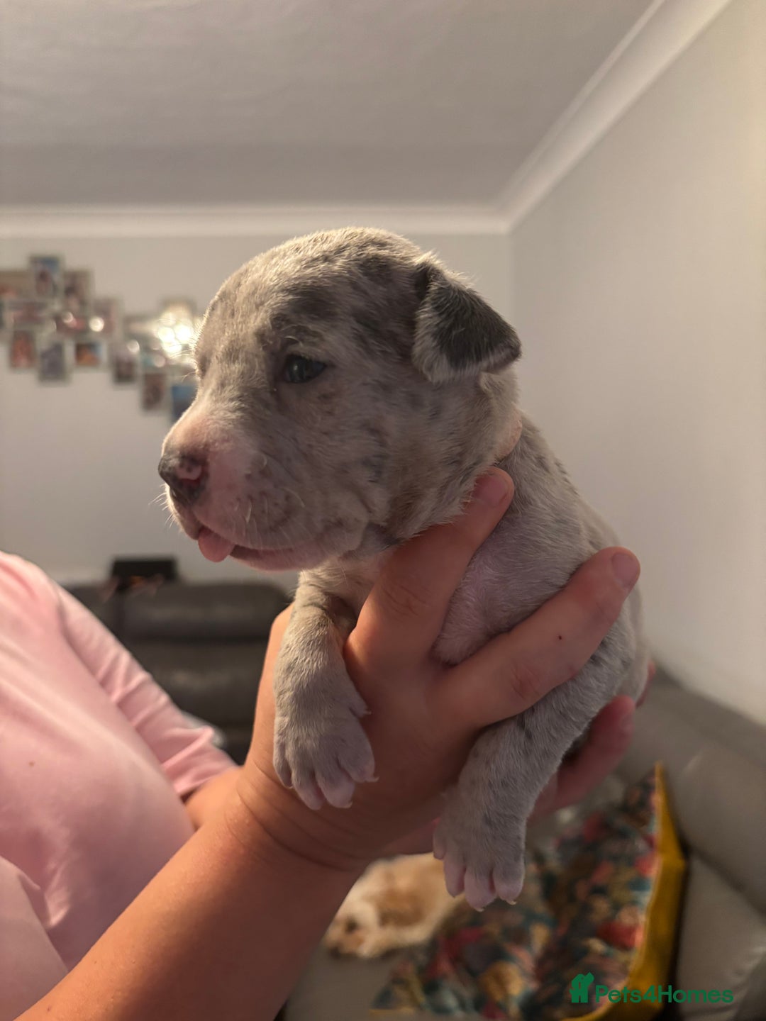 Mixed Breed dogs for sale: American Bulldog X Mastiff mix  - Image 36