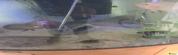 Other/Mixed Breed fish for sale: Mixed tropical fish  in Wigan - Advert 5