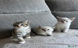 Ragdoll cats for sale: ONE BOY LEFT  Ragdoll cross kittens for sale  - Image 13
