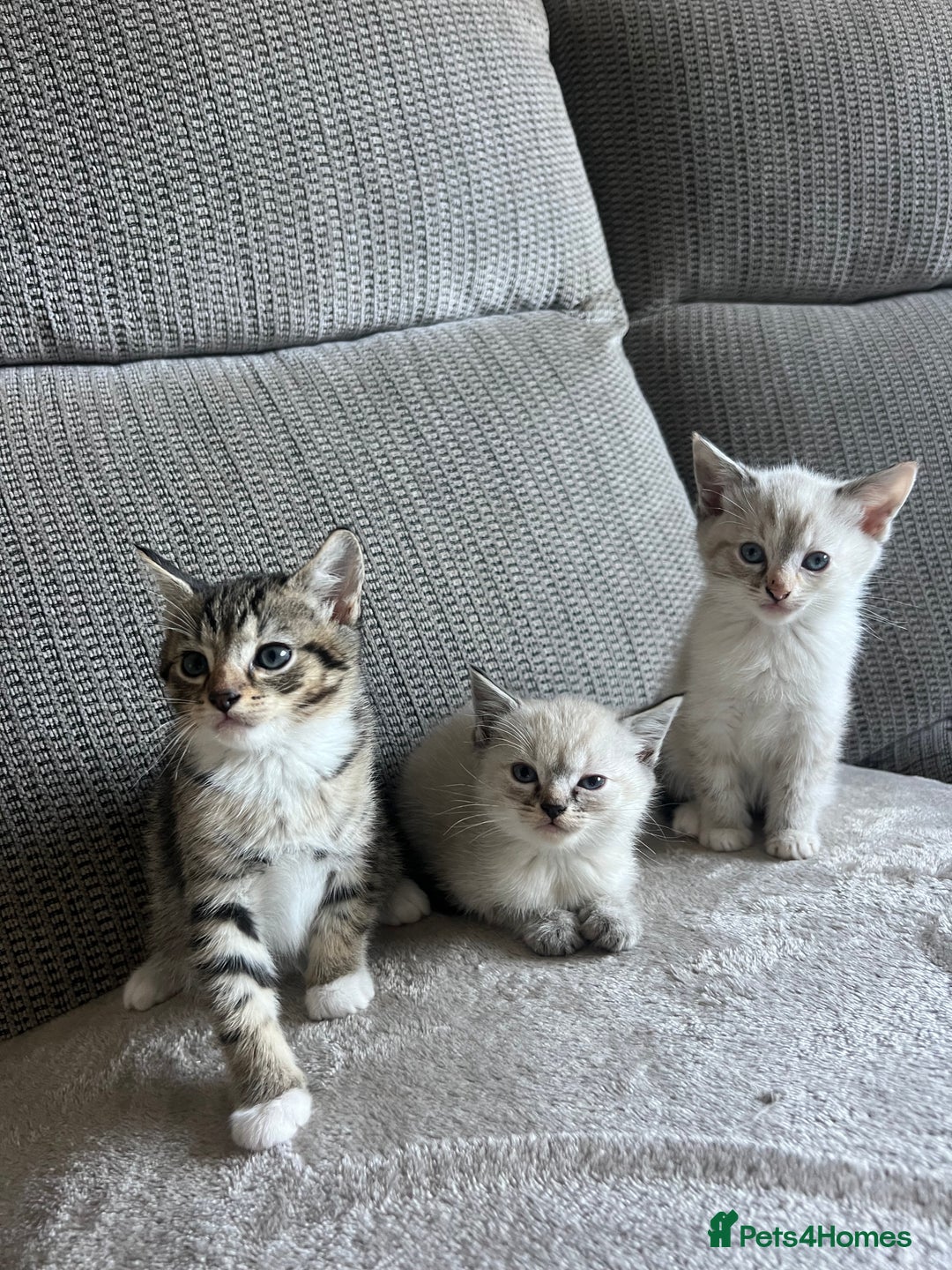 Ragdoll cats for sale: ONE BOY LEFT  Ragdoll cross kittens for sale  - Image 13