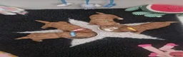Poochon dogs for sale: Health tested beautiful poochons  - Advert 24