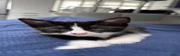 British Shorthair cats for sale: Beautiful tuxedo boy ready to go  - Advert 4