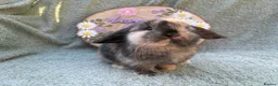Mini Lop rabbits for sale: 2 mini lop bucks - Advert 9