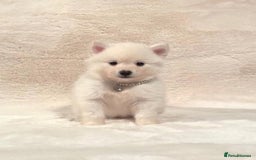 Pomsky dogs for sale: perfect husky markings Pomsky puppies for sale - Image 13