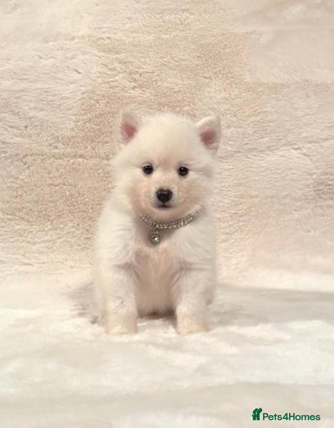 Pomsky dogs for sale: perfect husky markings Pomsky puppies for sale - Image 13
