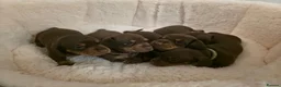 Miniature Dachshund dogs for sale: PEDIGREE KC MINIATURE DACHSHUND PUPPIES  🐶 ❤️ - Advert 21