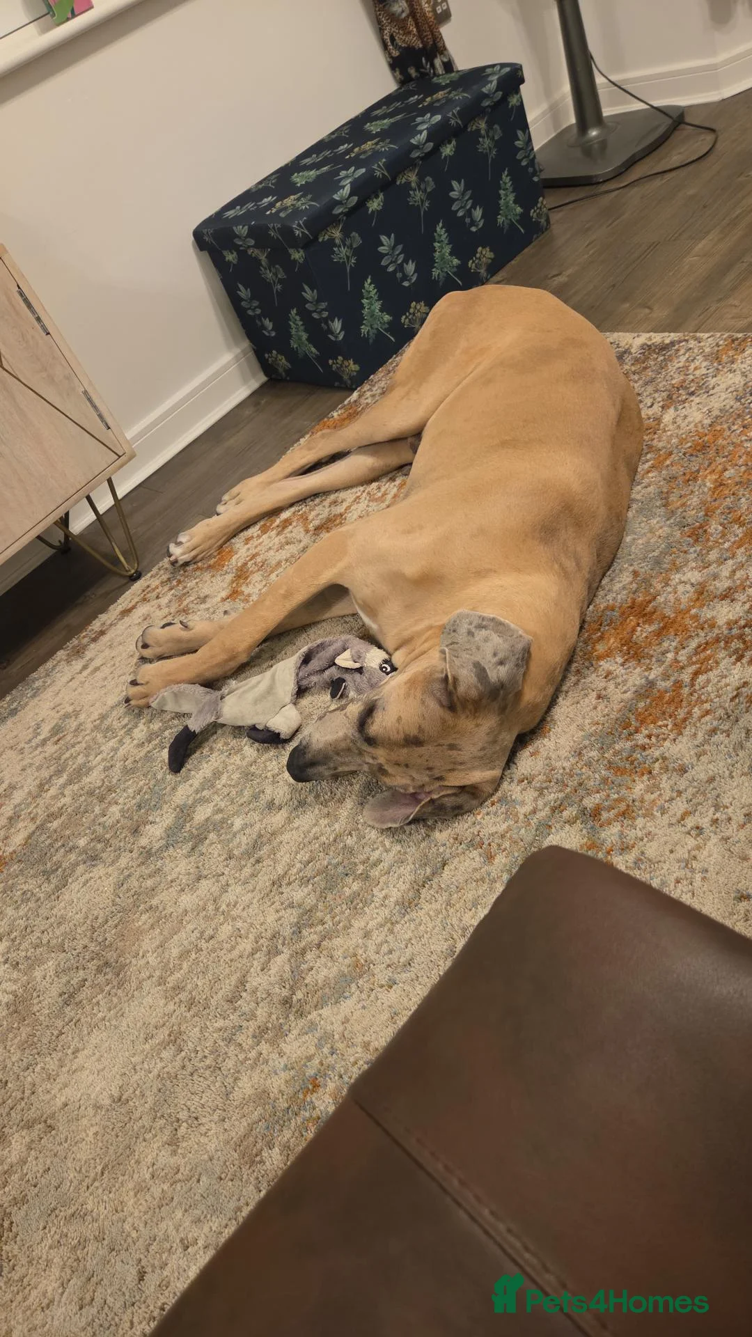 Great Dane dogs for sale: Loving big boy - Advert 2