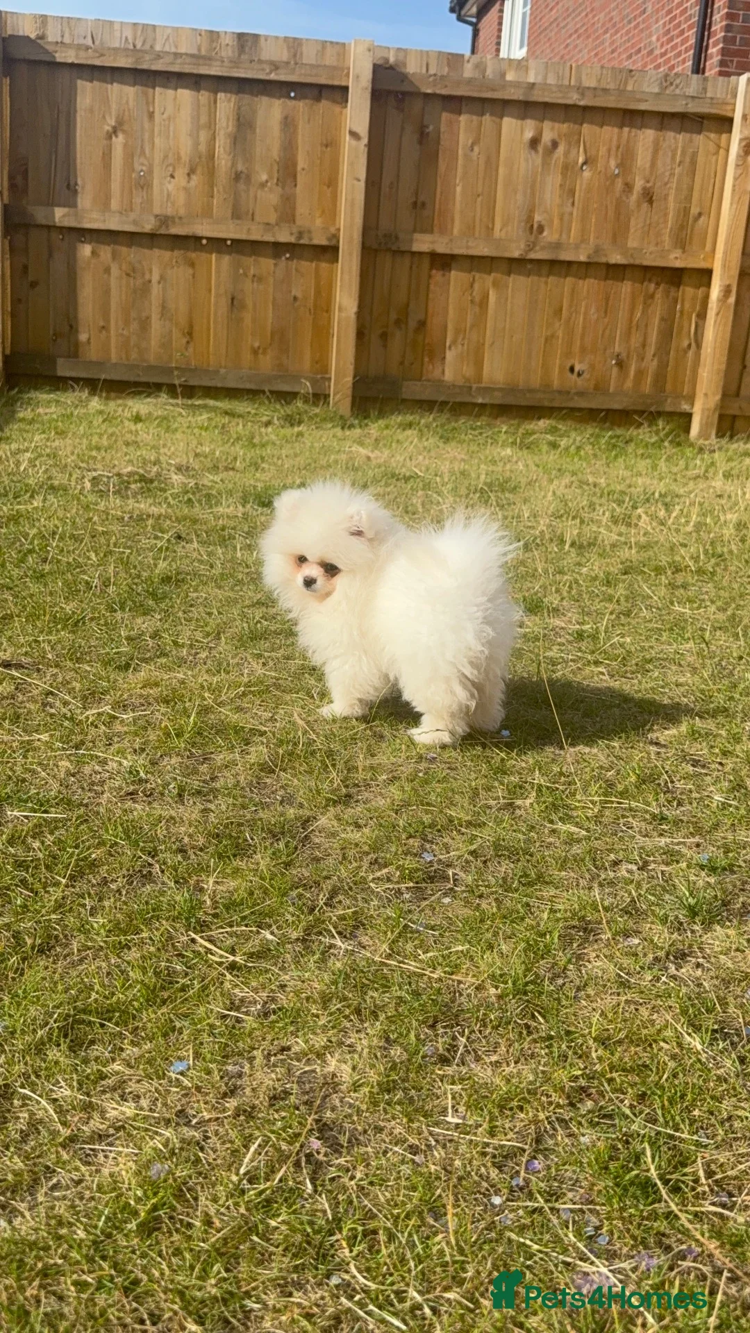 Pomeranian dogs for sale: Rehoming my princess - Advert 4