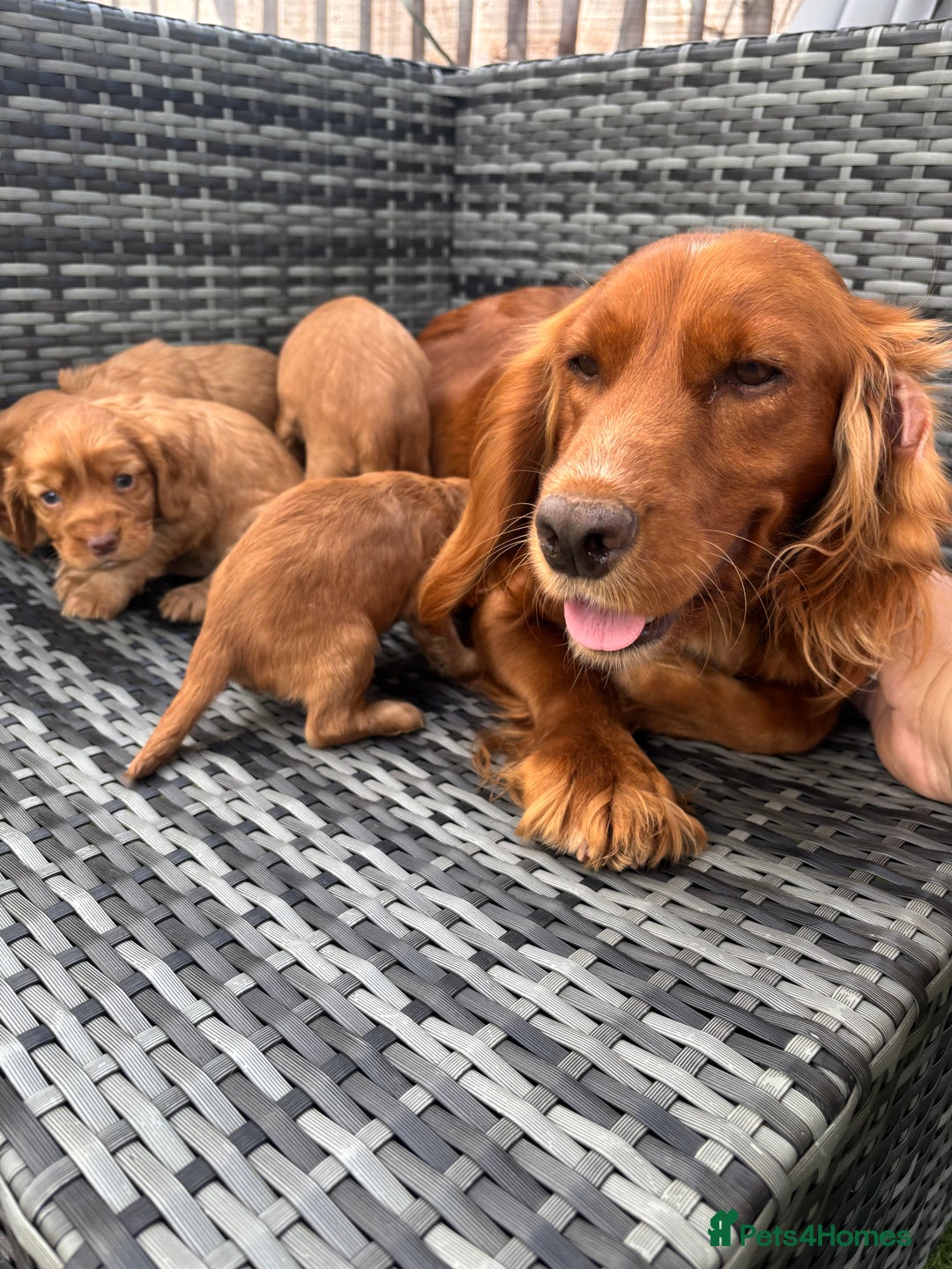 Cocker Spaniel dogs for sale: Gorgeous red cocker spaniels puppies  - Image 33