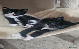 British Shorthair cats for sale: Brittish short hair cross main coon kittens - Image 1