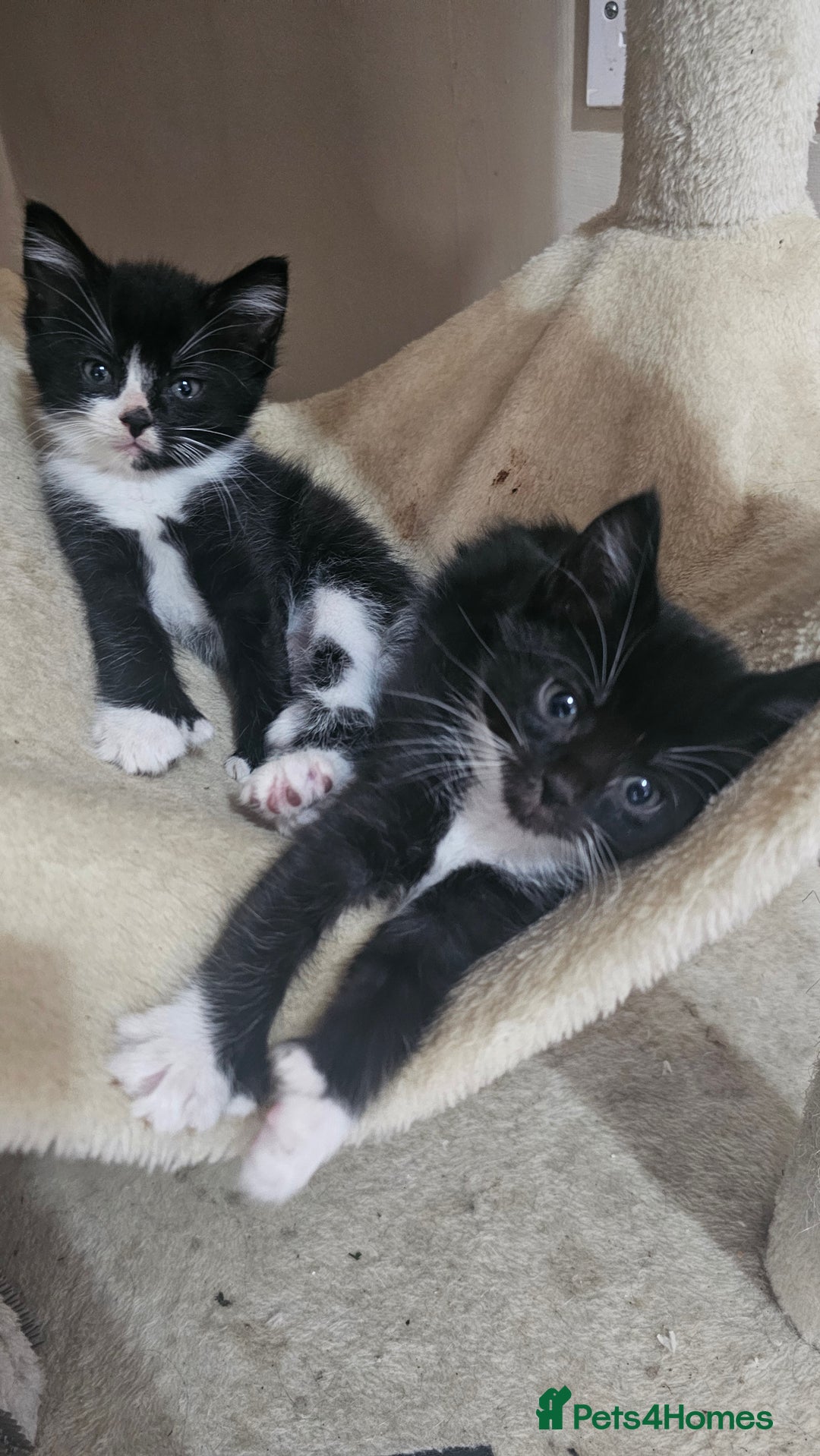 British Shorthair cats for sale: Brittish short hair cross main coon kittens - Image 1