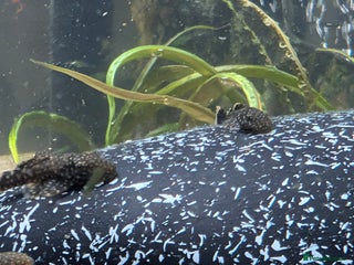 Other/Mixed Breed fish - Advert 3