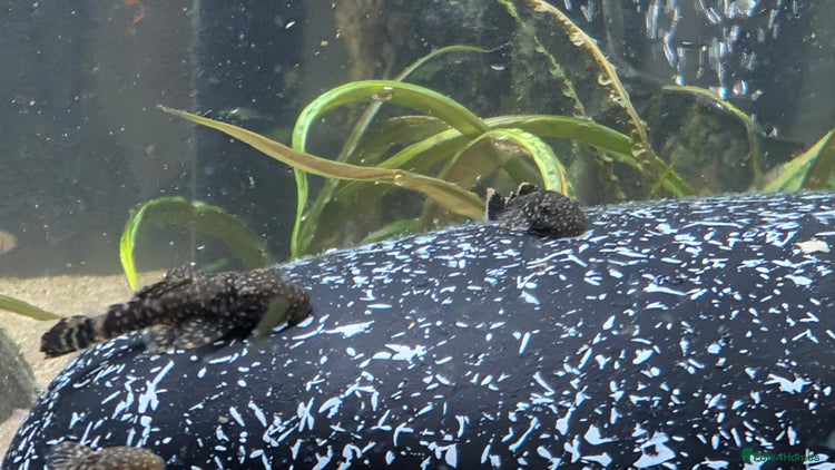 Other/Mixed Breed fish - Advert 1